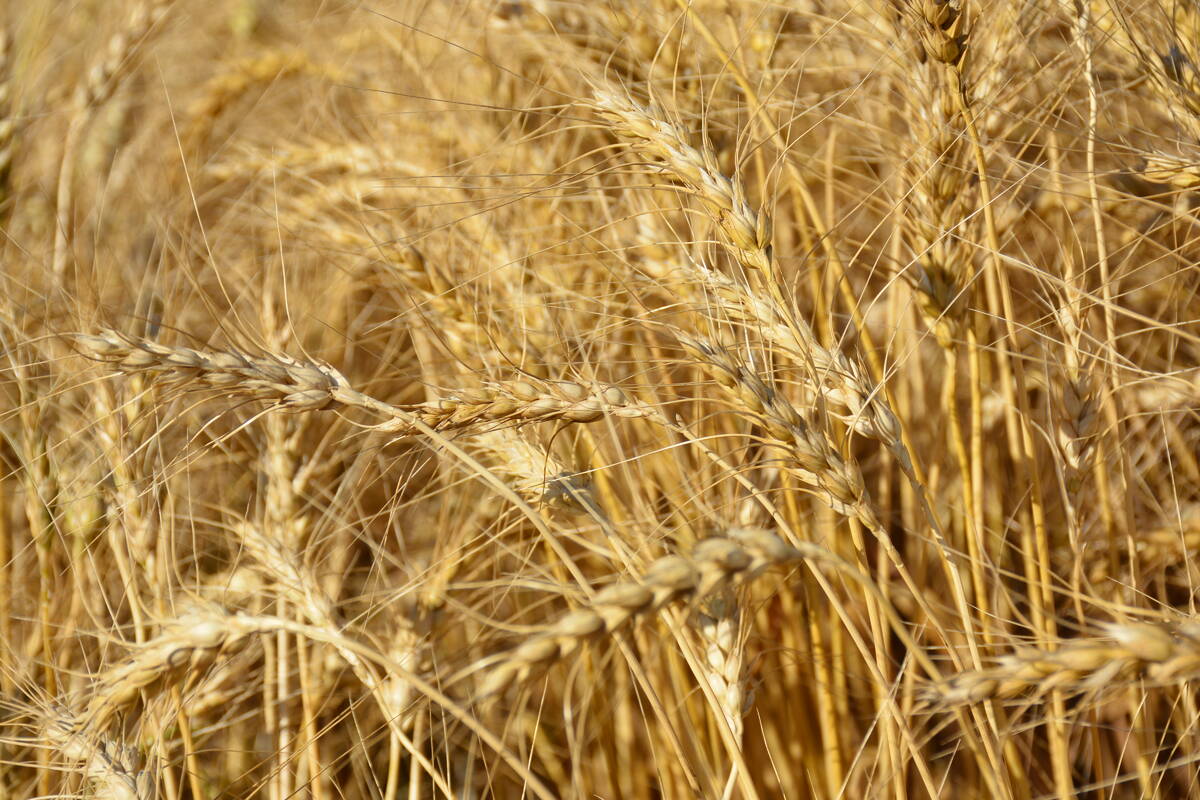 Close up view of a ripe wheat field west of Marcelin, Sask. on August 27, 2022 Michael Robin photo