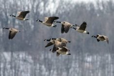 A flock of Canada geese flies with a wooded background behind them. Photo: erniedecker/Getty Images Plus