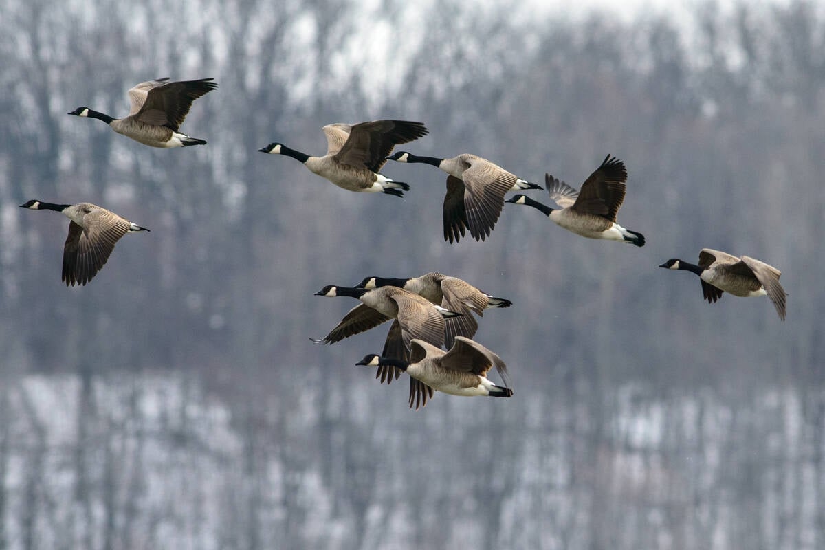 A flock of Canada geese flies with a wooded background behind them. Photo: erniedecker/Getty Images Plus