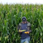 The U.S. corn crop could be the biggest ever. That’s terrible news for America’s farmers.