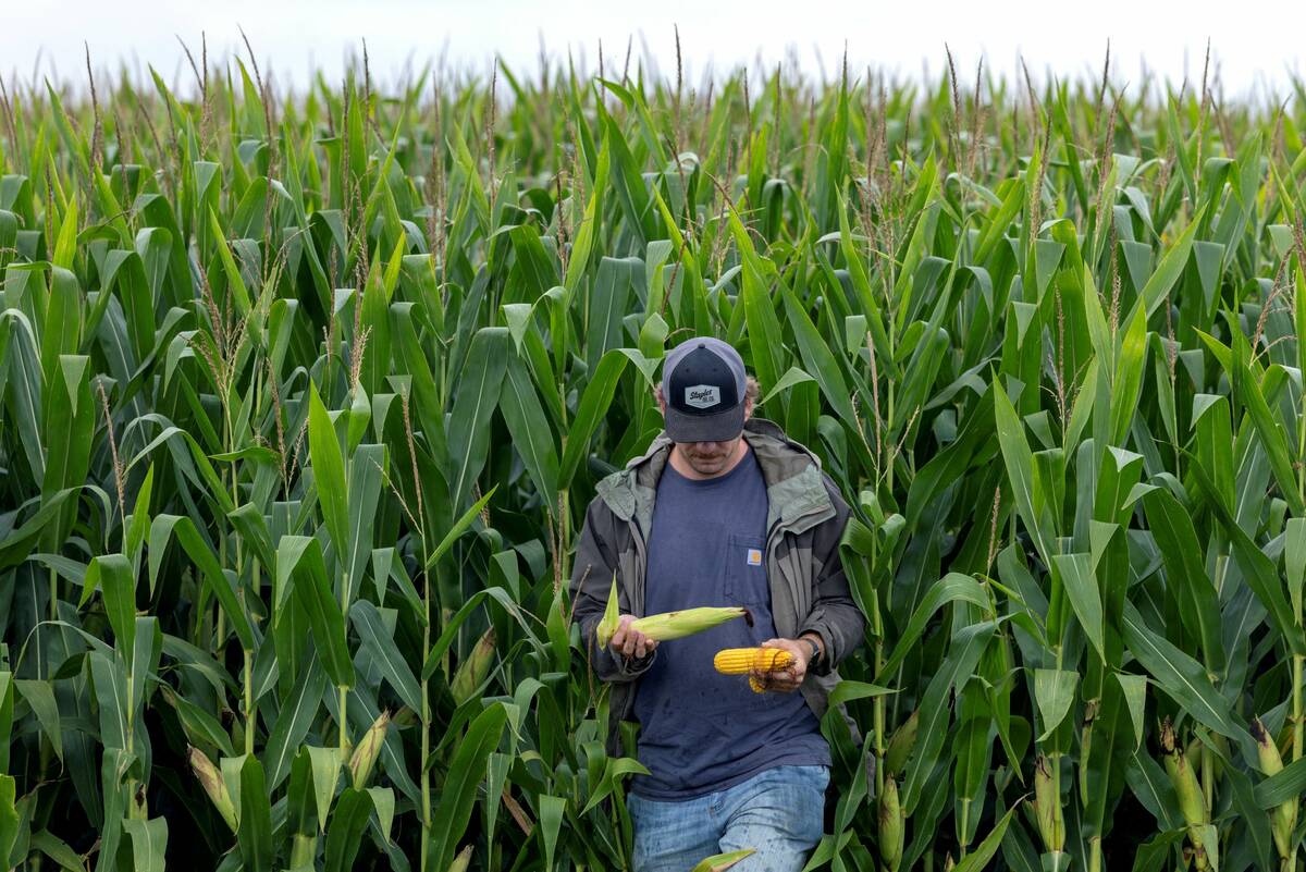 The U.S. corn crop could be the biggest ever. That’s terrible news for America’s farmers.