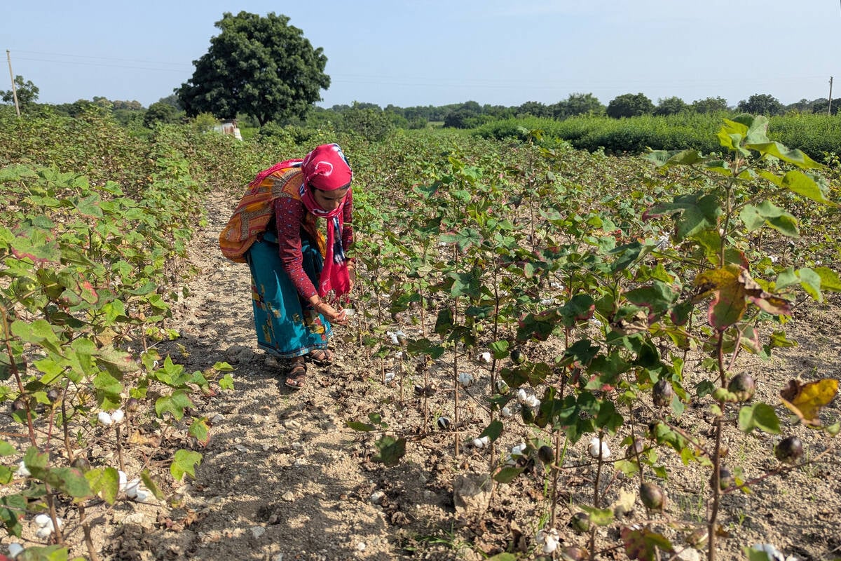 A farmer plucks cotton from a field partially damaged by excessive rainfall in Chhatrapati Sambhajinagar district of the western state of Maharashtra, India, October 9, 2025. REUTERS/Rajendra Jadhav
