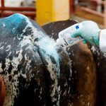 FILE PHOTO: A worker applies sanitizing talcum powder to livestock amid an increase in cases of screwworm since August, with the outbreak steadily moving north, in San Antonino Castillo Velasco, Mexico, October 3, 2025. REUTERS/Jorge Luis Plata/File Photo
