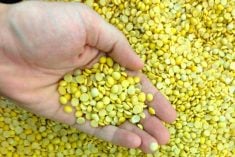 Pulse Weekly: India imposes 30 per cent tariff on yellow peas
