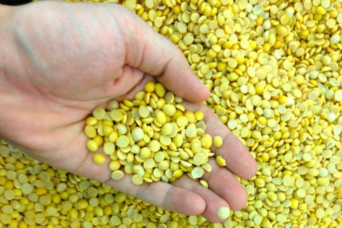 Pulse Weekly: India imposes 30 per cent tariff on yellow peas