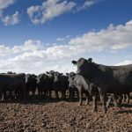 Cattle at a feedlot near North Platte, Nebraska. (AndrewLinscott/iStock/Getty Images)
