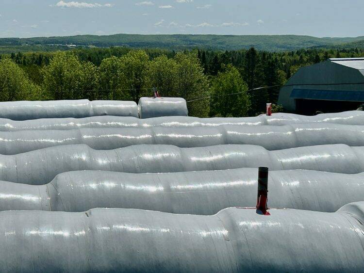 A Quebec farmer uses fishing line to keep crows of his silage tubes
