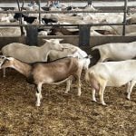 Ontario dairy goat producers move toward forming provincial board