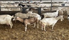 Dairy goats on a farm near Norwich, Ont. in July 2025. Photo: Kristy Nudds
