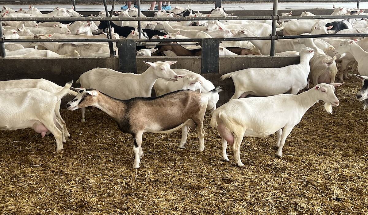 Dairy goats on a farm near Norwich, Ont. in July 2025. Photo: Kristy Nudds 