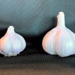 Clean seed garlic promises bigger bulbs and higher returns for growers