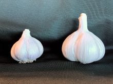The side-by-side comparison of a conventional Polish White bulb, left, and a 2021 Polish White clean seed bulb, right, clearly demonstrates the increase in bulb size and yield reflected in the hardneck garlic clean seed report.