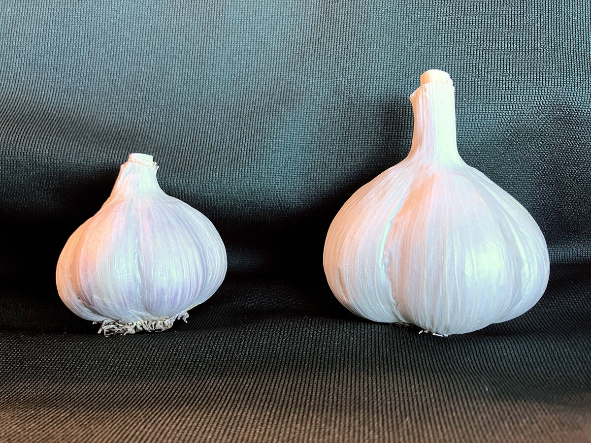 The side-by-side comparison of a conventional Polish White bulb, left, and a 2021 Polish White clean seed bulb, right, clearly demonstrates the increase in bulb size and yield reflected in the hardneck garlic clean seed report.