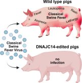 British researchers have edited the genes of pigs to provide resistance to classical swine fever | Source: Trends in Biotechnology