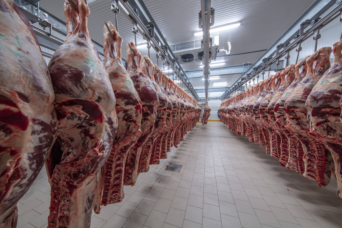 Beef quarters hanging in a cooler. Photo: Getty Images Plus
