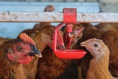 A backyard flock of chickens drinking water. PHOTO: Nicolae Malancea/ISTOCK/GETTY IMAGES