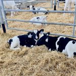 Young dairy calves in a pen. Photo: John Greig