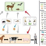 Contributed file from a 2018 study called Vesicular Stomatitis Virus Transmission: A comparison of Incriminated Vectors, by Paula Rozo-Lopez, Barbara S. Drolet and Beline Londono-Renteria
