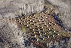 Alex Kraus sets up the overwintering bale system early in the season, which provides shelter for the herd throughout the winter and pasture rejuvenation in the spring. Contributed image Alex Kraus.