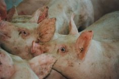 Forward contracting for hogs was suspended when the current tariff crisis began to emerge, and industry leaders aren&rsquo;t sure when it might resume. 
PHOTO: FILE
