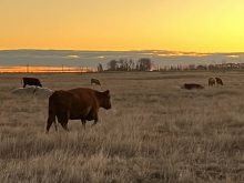 Cattle graze on a field at sunset.