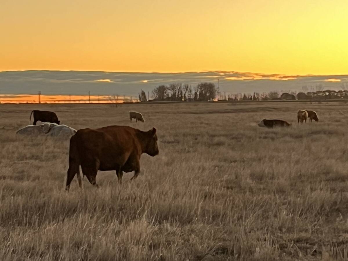 Cattle graze on a field at sunset.