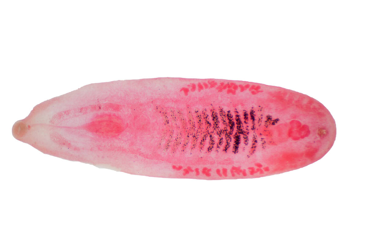 Liver fluke (Parasitic flatworm) of cattle and other grazing animals. Photo: tonaquatic-iStock/Getty Images