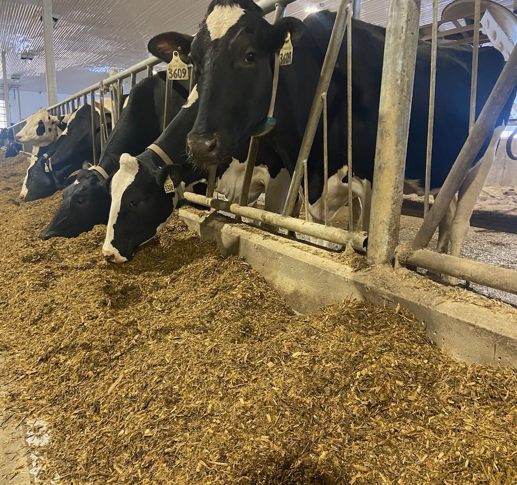 Dairy cow eat at a feed bunk. 
