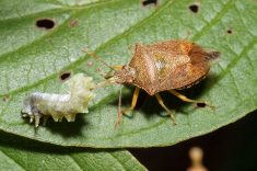 Spined soldier beetles feed on egg, larvae and even adult Colorado potato beetles, making them a potential biological control option. Photo: Stephen A. Marshall, University of Guelph