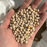 Pulse Weekly: No upside for peas until after New Year