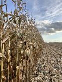 Half-harvest silage corn crop near St. Eustache, Manitoba, on October 28, 2025.