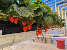 Strawberries growing in a greenhouse at Vineland Research and Innovation Centre.
