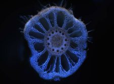 Pictured is cross section of a corn root from a University of Kansas study