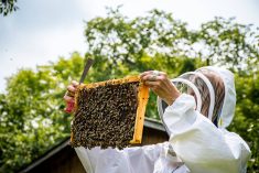 Canada will not be reopening its borders to U.S. packaged bees, according to an early August regulatory decision by the Canadian Food Inspection Agency. Photo: Gavin AHPhotoswpg/iStock/Getty Images