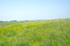 A pasture in western Manitoba managed under rotational grazing. PHOTO: ALEXIS STOCKFORD
