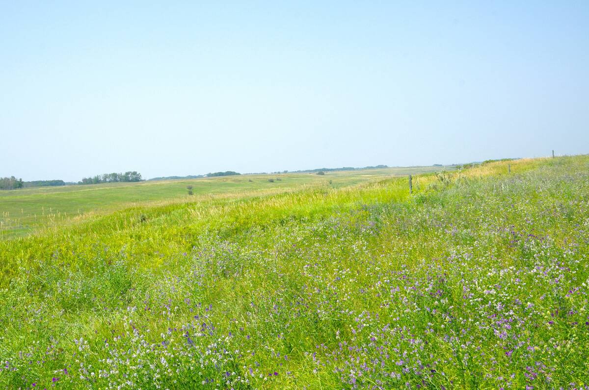 A pasture in western Manitoba managed under rotational grazing. PHOTO: ALEXIS STOCKFORD
