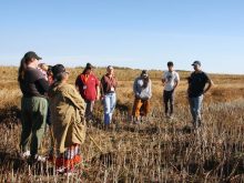 Attendees of the Indigenous Farm and Food Festival in Batoche, Sask., stand in a swathed canola field in late September 2025. Photo: Janelle Rudolph