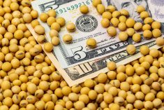 China&rsquo;s buying has underpinned Chicago soybean futures in recent weeks, helping the market end 2025 on a positive note. Photo: Getty Images Plus
