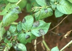 Late blight lesions on a potato plant. Photo: Courtesy of AAFC-Charlottetown