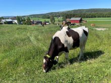 Dairy cows grazing with Nofence collars in Norway. Photo: Lilian Schaer