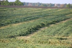 Cut alfalfa in a field in Ontario. Photo: John Greig