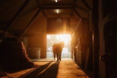 Rear view of woman walking with horse outside the barn during sunset. Photo: Simon Skafar/Getty Images Plus