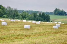 Hay bales wrapped in white plastic in Ontario. Photo: John Greig