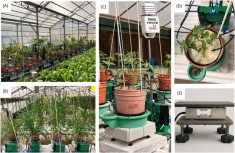 Configuration of the load cell lysimeter system and greenhouse.