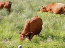 Proposed traceability regulations would require premises identification numbers to be used to purchase identification tags, report movement of cattle and report arrival of cattle within seven days.
