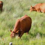 Proposed traceability regulations for cattle are not yet in effect and have not been published in the Canada Gazette, Part II. Photo: File
