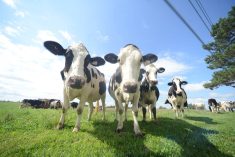 FCC launched its Dairy Sustainability Incentive Program in spring 2023. Its the third in a list of six Sustainability Incentive Programs available to farmers with FCC loans.