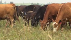 Cows grazing on Scott Duguid's pasture north of Gimli, Man. in July 2025.