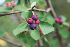 Ripening saskatoon berries. Photo: Weisschr/Getty Images Plus
