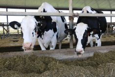 Dairy cows in a barn.